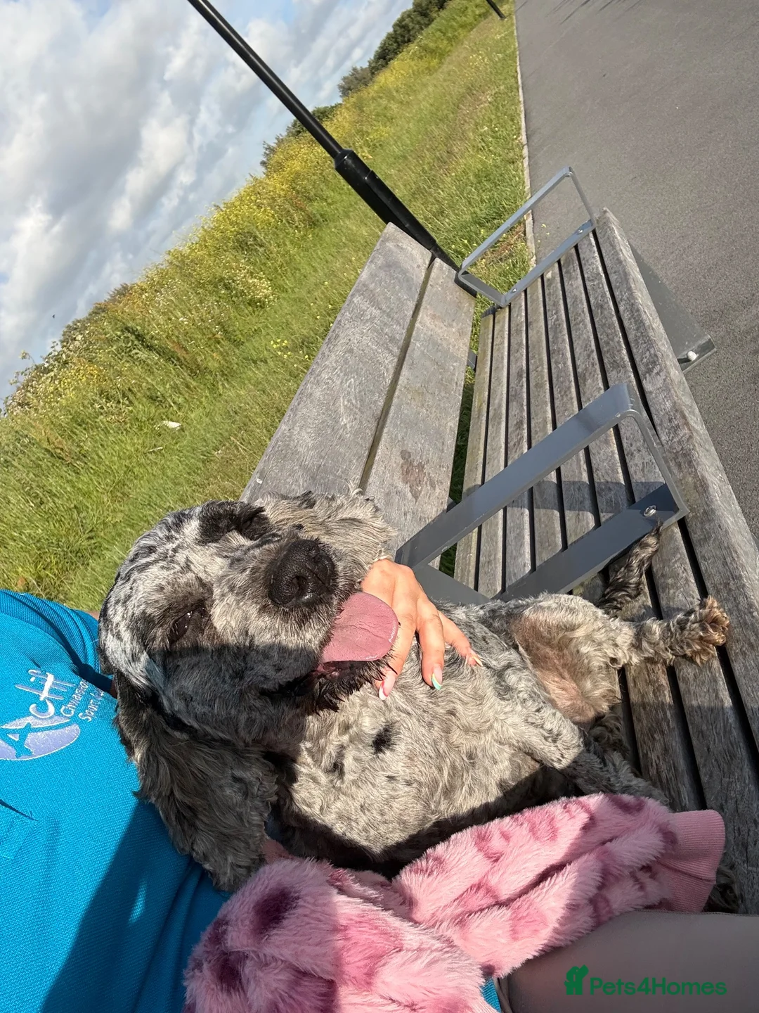 Cockapoo dogs for sale: Cocker spaniel puppies💕 in Llanelli - Advert 35