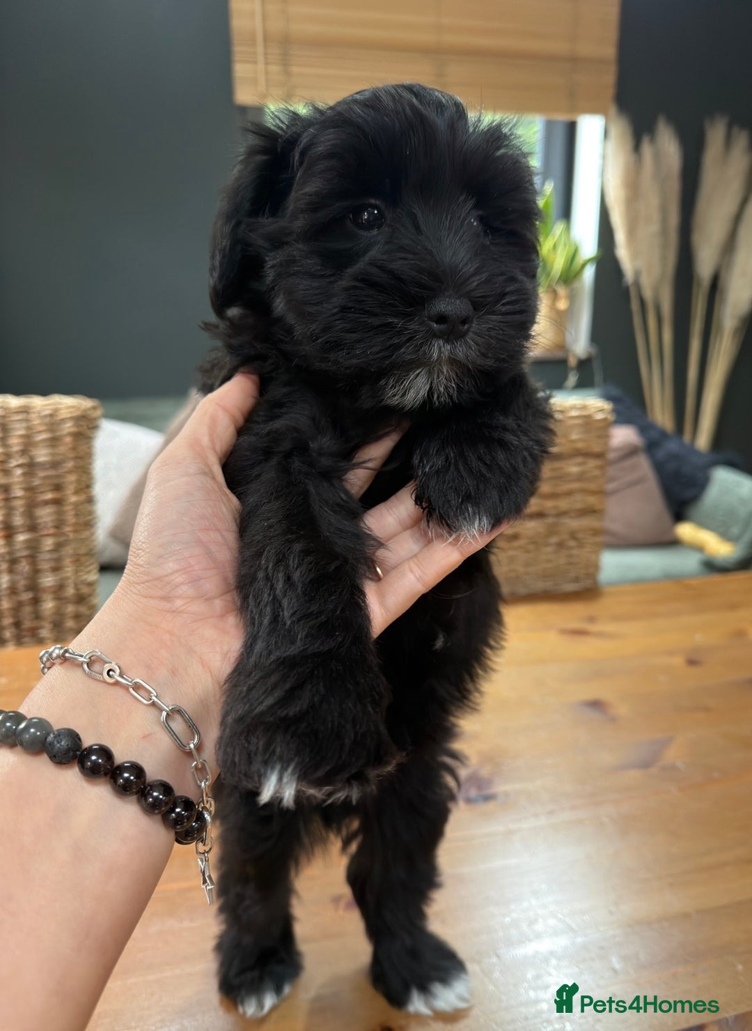 Miniature Schnauzer dogs for sale: Miniature Schnauzer Liver gene litter - Advert 5