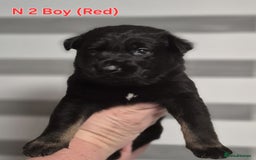 German Shepherd dogs for sale: German Shepherd puppies  - Advert 5