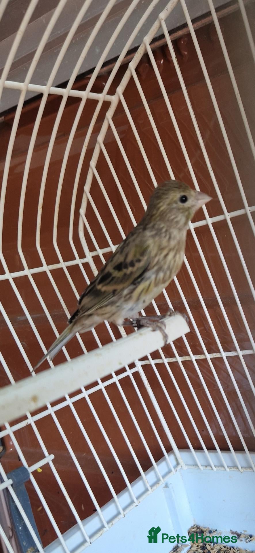 Canaries birds Pure spanish raza canerys  male and female  - Advert 7