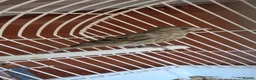 Canaries birds for sale: Pure spanish raza canerys  male and female  in Gosport - Advert 1