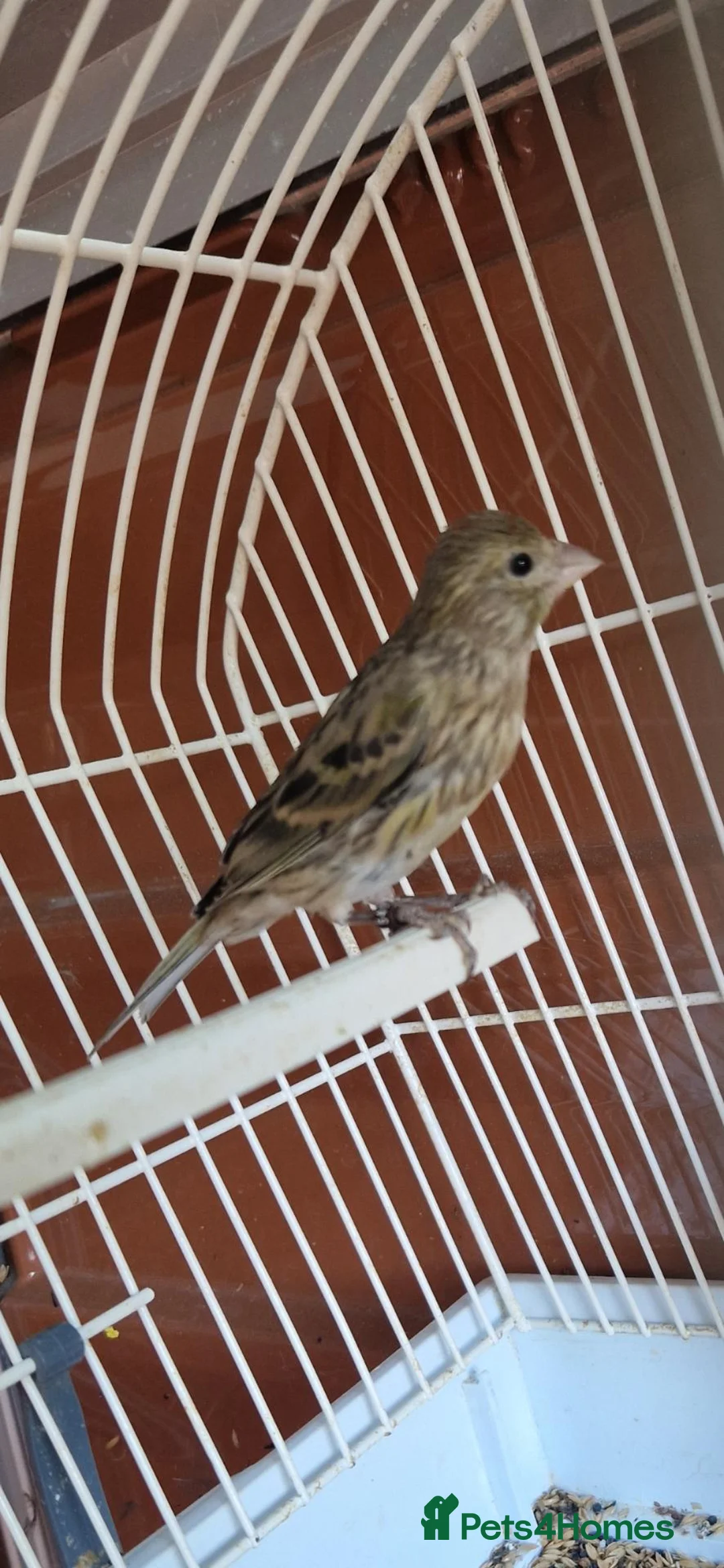 Canaries birds for sale: Pure spanish raza canerys  male and female  in Gosport - Advert 1