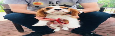 Cavalier King Charles Spaniel 2