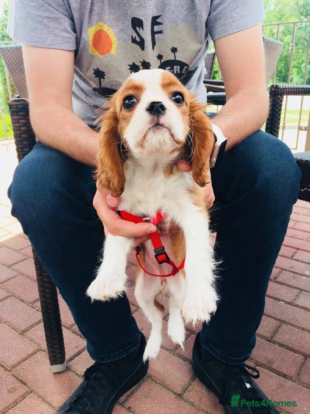 Cavalier King Charles Spaniel dogs for sale: Cavalier puppies for sale in Watford - Advert 2