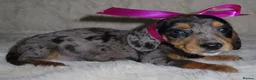 Dachshund dogs for sale: BEAUTIFUL DACHSHUND READY FOR FOREVER HOME!!! in Wolverhampton - Advert 32