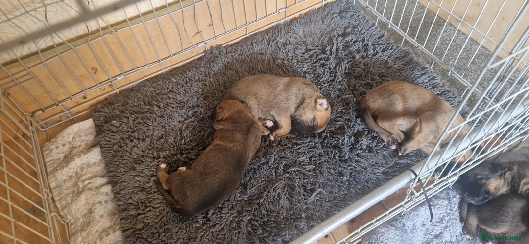 Mixed Breed dogs for sale: Shepherd Boxer in Preston - Advert 4