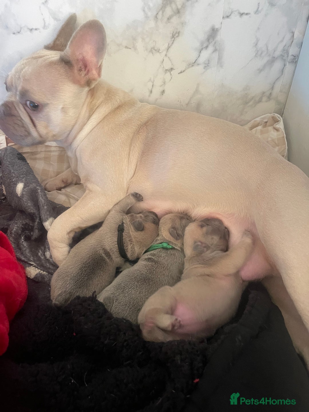 French Bulldog dogs for sale: Last little true to type Frenchbulldog - Image 3