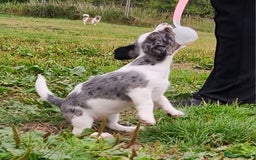 Jack Russell dogs for sale: Jack Russell Pups REDUCED - Image 33
