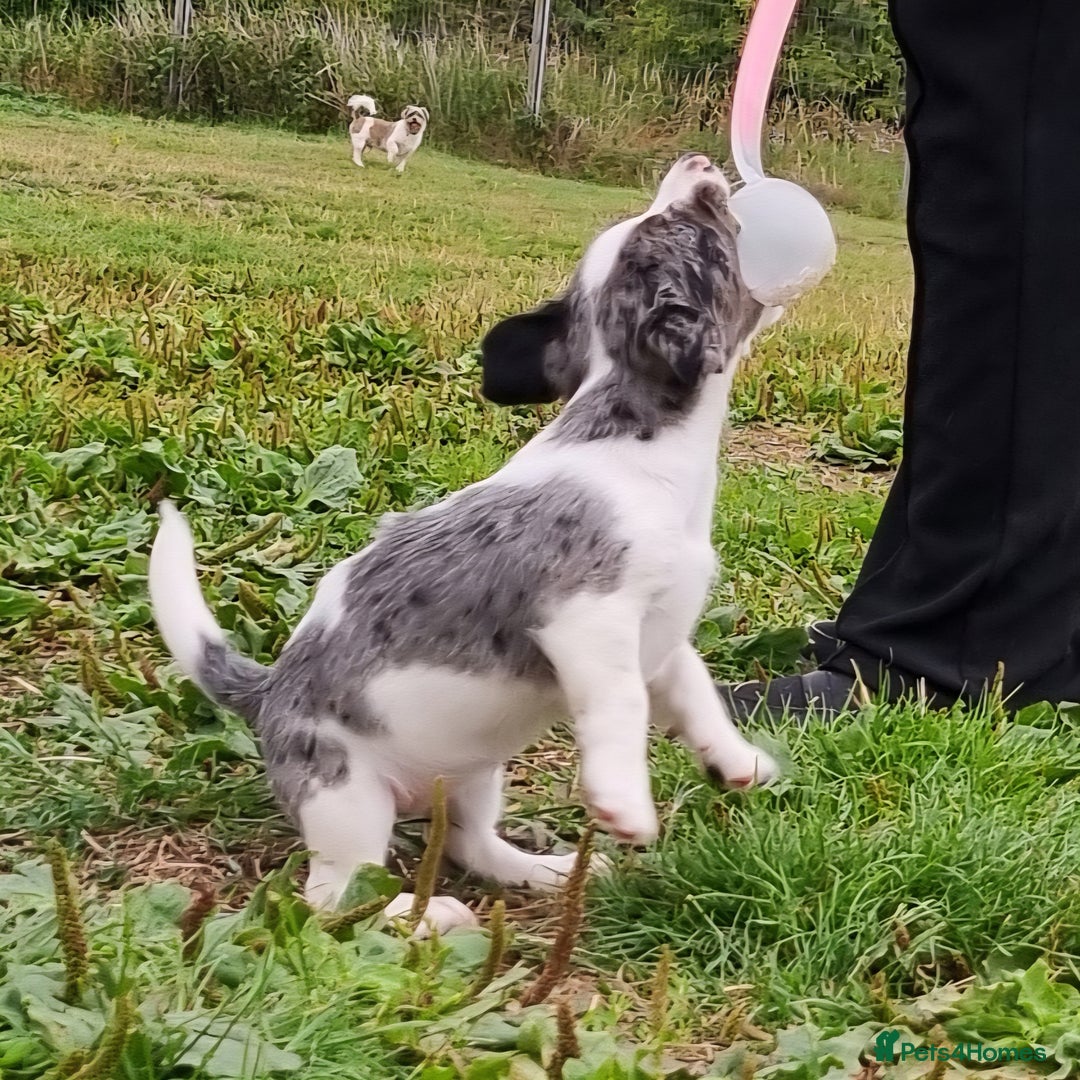 Jack Russell dogs for sale: Jack Russell Pups REDUCED - Image 33