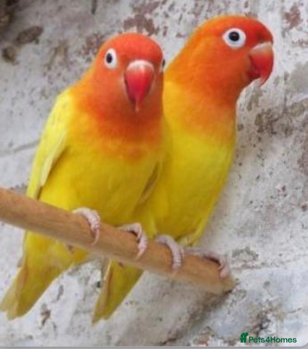 Lovebirds birds Pair of lovebirds  - Advert 19