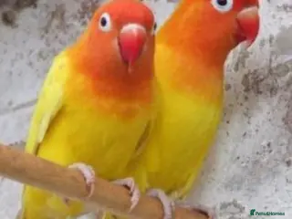 Lovebirds birds Pair of lovebirds - Advert 17