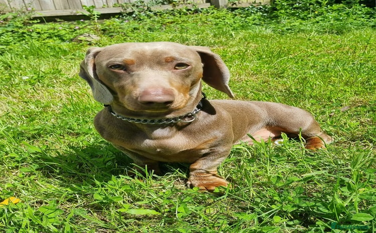 Dachshund dogs - Advert 1