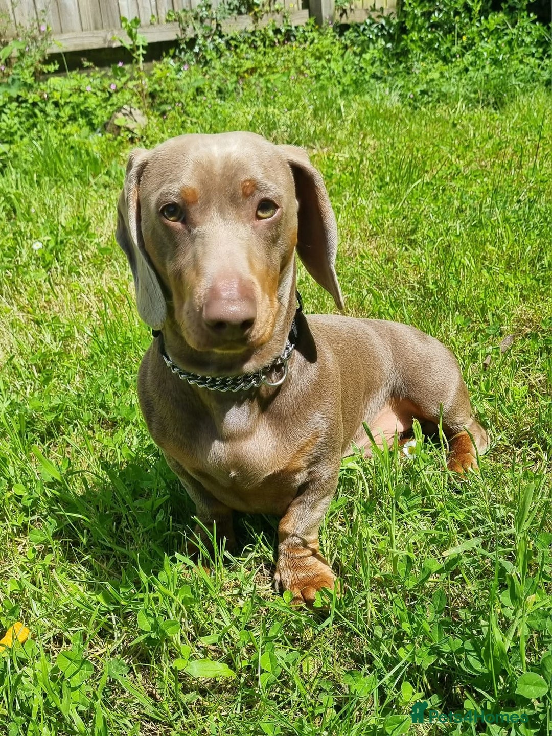 Dachshund dogs for stud: Coco is age 2  - Image 1
