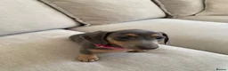 Dachshund dogs for sale: Beautiful miniature dachshund puppy’s  in Newport - Advert 15