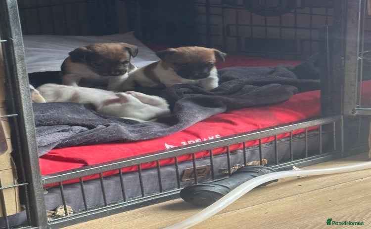 Mixed Breed dogs - Advert 1