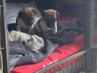 Mixed Breed dogs - Advert 3