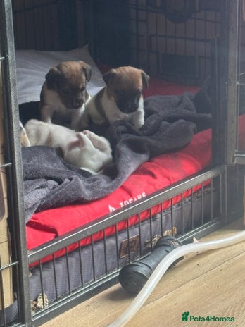 Mixed Breed dogs - Advert 12