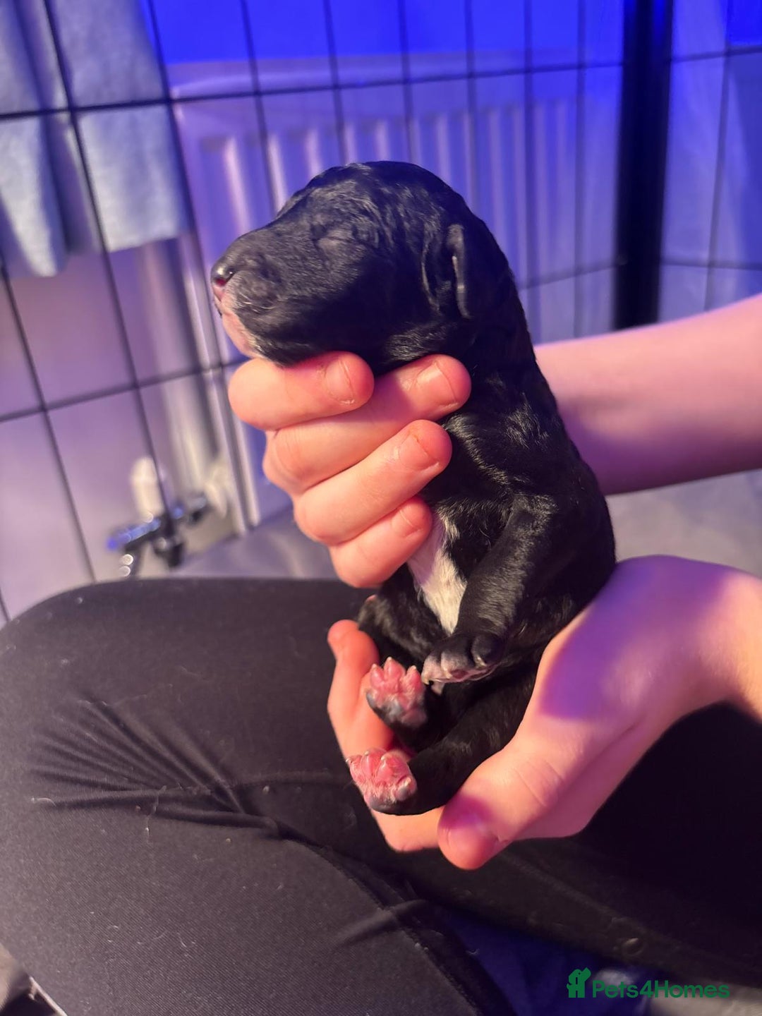 Mixed Breed dogs for sale: Goldendoodle x Irishdoodle puppies - Advert 3