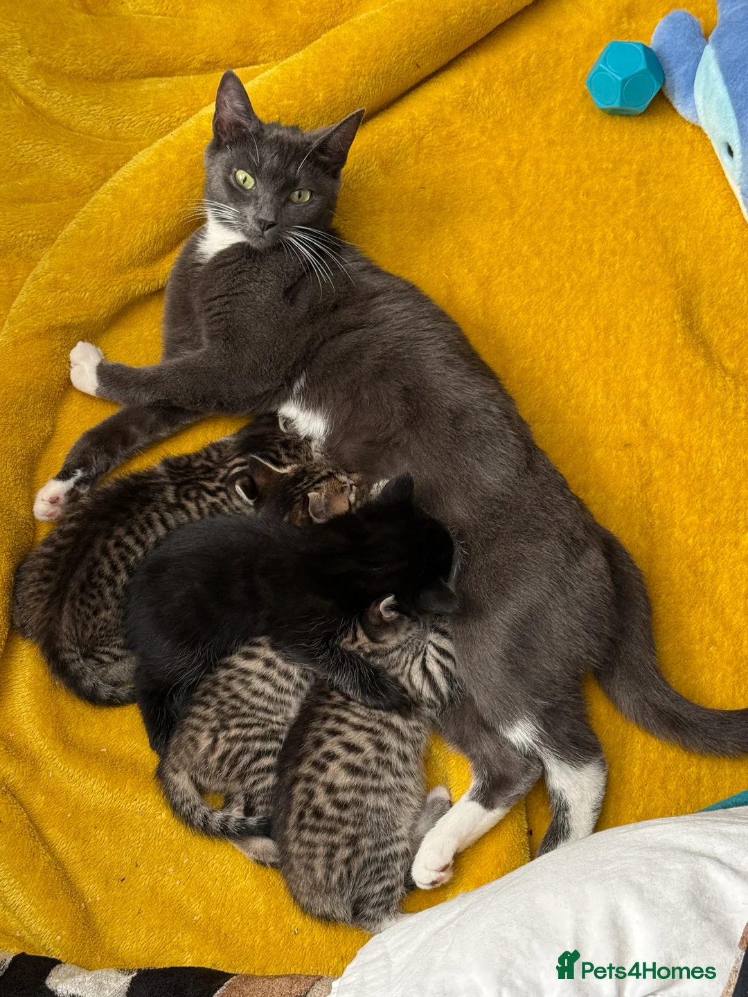 Mixed Breed cats for sale: Grey tuxedo cat mixed with tabby  in Bromley - Advert 2