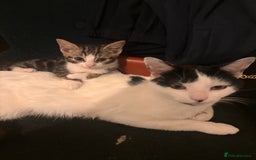 Mixed Breed cats for sale: Kittens  - Advert 5