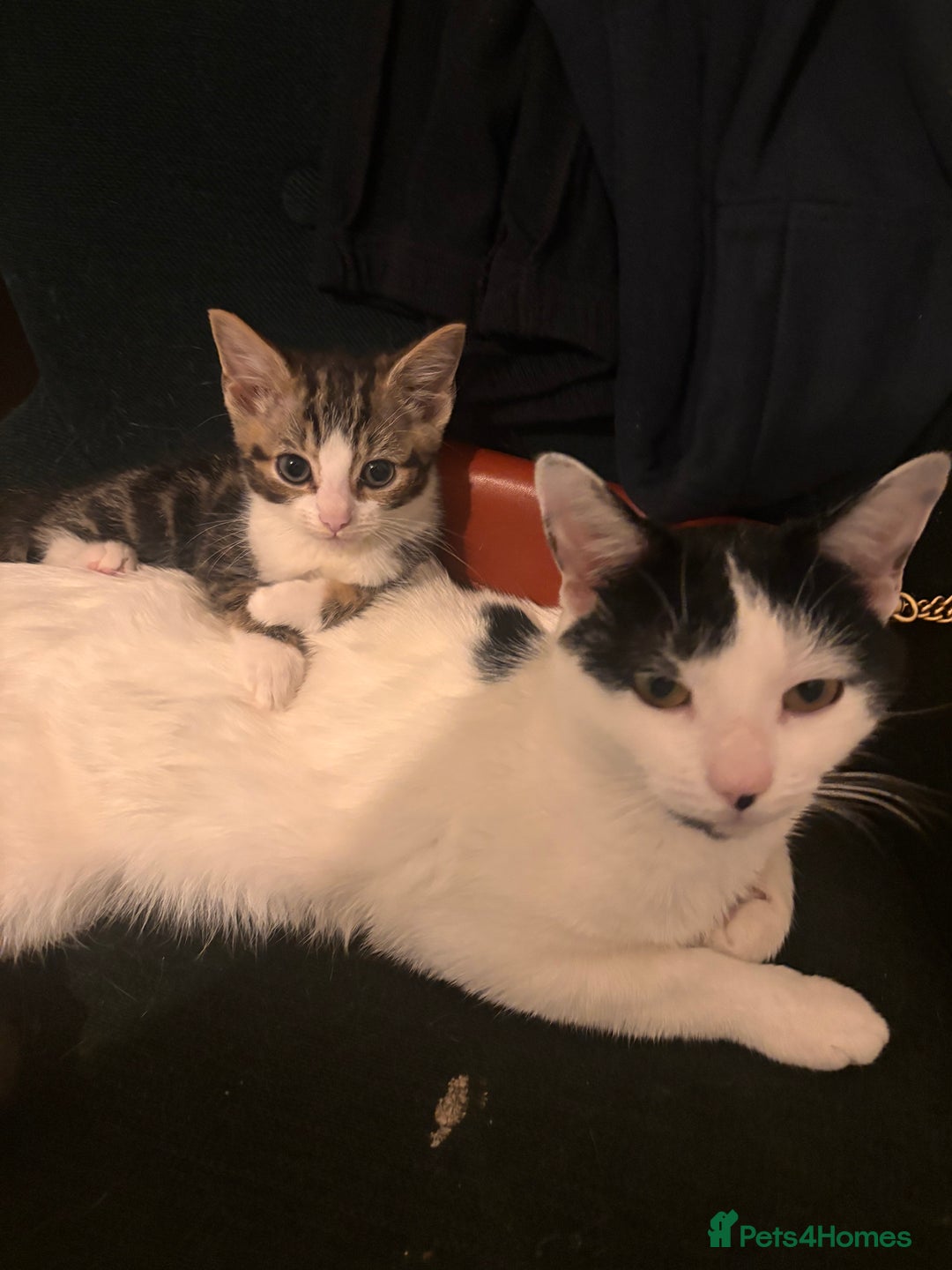 Mixed Breed cats for sale: Kittens  - Advert 5