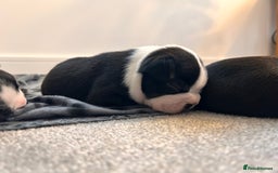 Boston Terrier dogs for sale: Beautiful Chunky KC Boston Terrier Puppies - Image 28