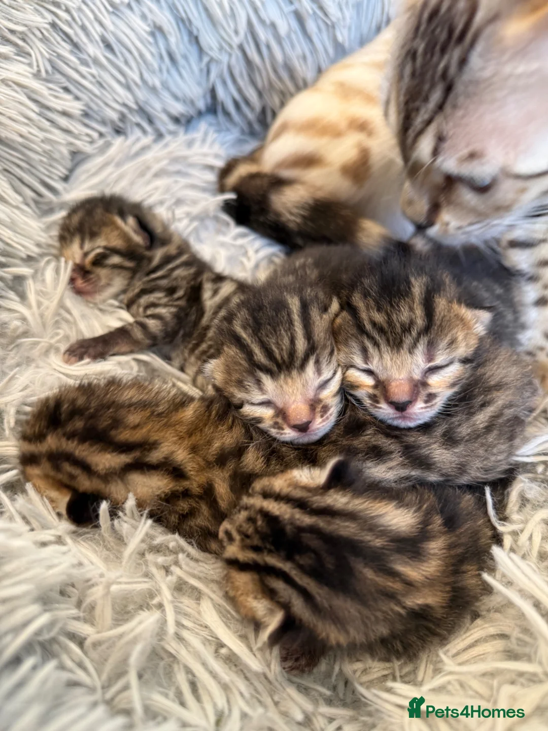Mixed Breed cats for sale: Half Bengal kittens - Advert 12