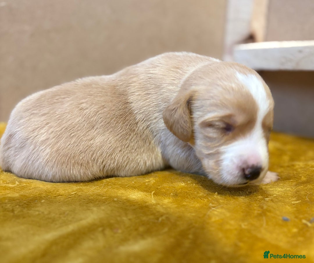 Cockerdor dogs for sale: Beautiful litter of Cockerdor puppies  - Advert 14
