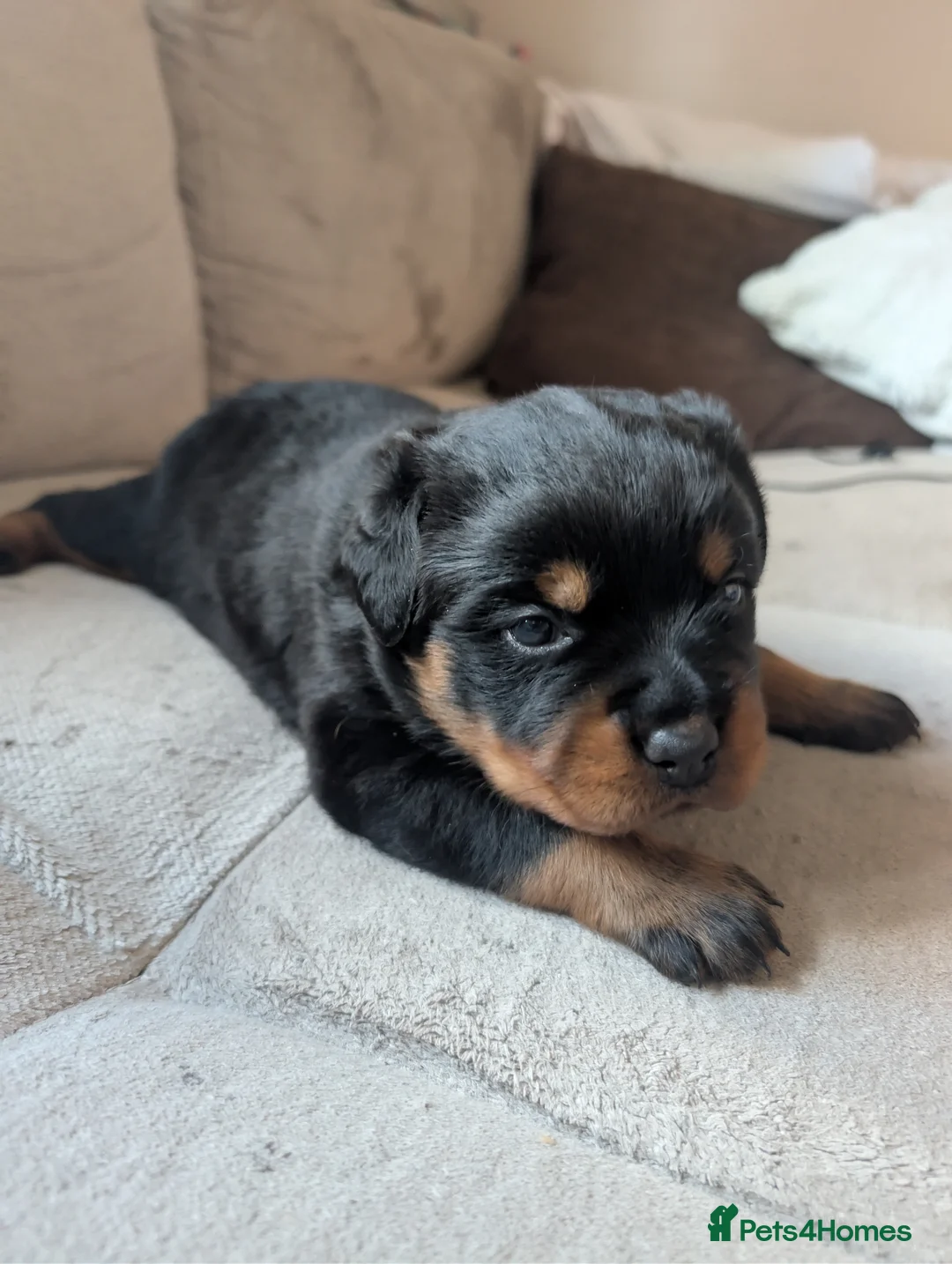 Rottweiler dogs for sale: Female Rottweiler pup for sale  - Advert 8
