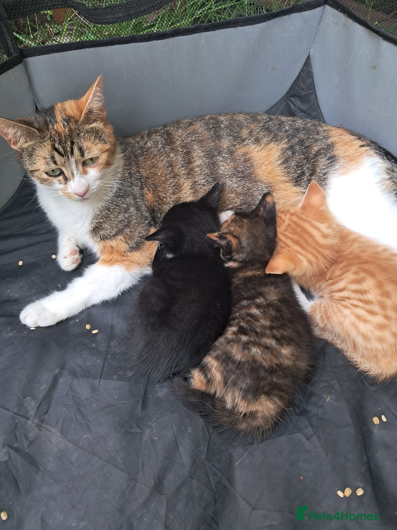 Mixed Breed cats Beautiful Kittens Ready for Loving Homes - Advert 17