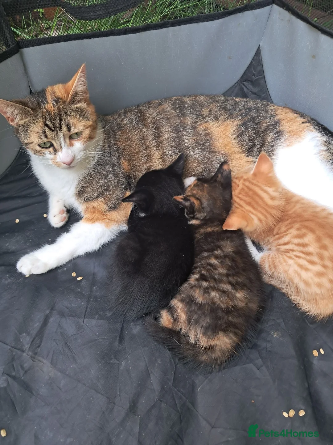 Mixed Breed cats for sale: Beautiful Kittens Ready for Loving Homes in Ottery Saint Mary - Advert 1