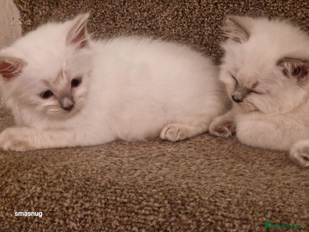 Ragdoll cats for sale: Beautiful kittens  - Image 5