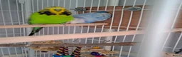 Cockatiels birds for sale: 2 Silly tame cockatiels proven show pair budgies  - Advert 3