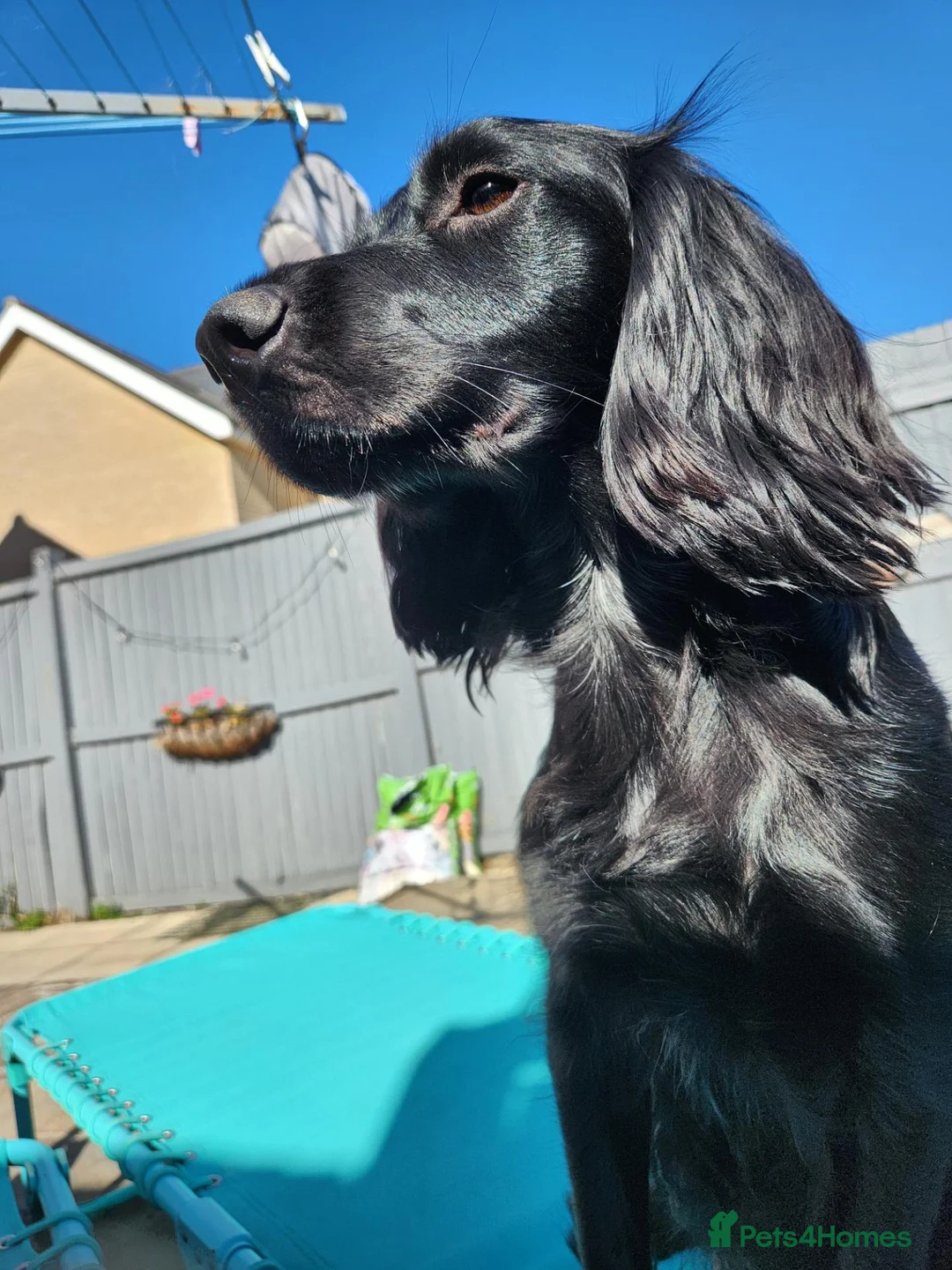 Cockerdor dogs for sale: A beautiful litter of 7 Cockadors in Colchester - Advert 21