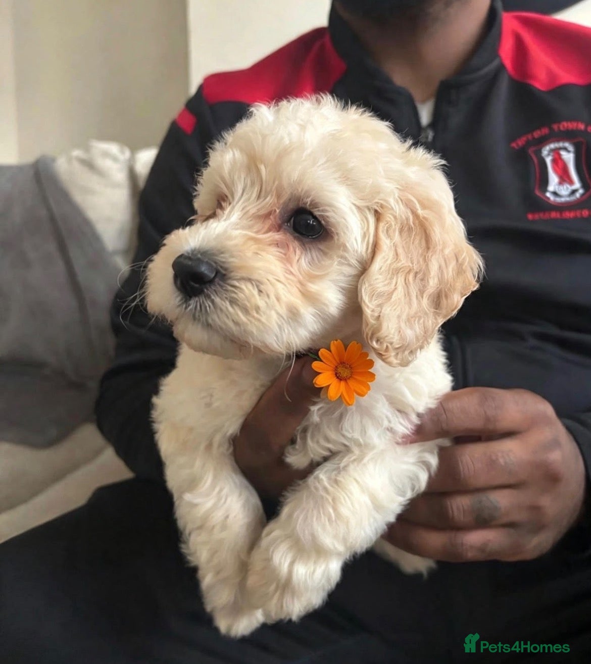 Saint Berdoodle dogs for sale: READY NOW❤️ Saint bernadoodle,Standard poodle💙 - Advert 2