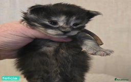 Maine Coon cats for sale: Maine Coon Kittens Smokes Large Russian Lines - Image 1