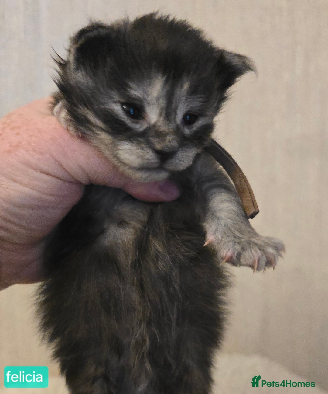 Maine Coon cats for sale: Maine Coon Kittens Smokes Large Russian Lines - Image 1
