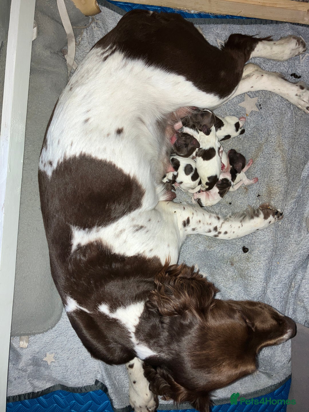 English Springer Spaniel dogs for sale: Beautiful English Springer Spaniel Puppies - Image 12