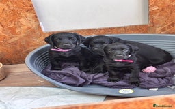 Mixed Breed dogs for sale: Sprockador Puppies  - Image 2