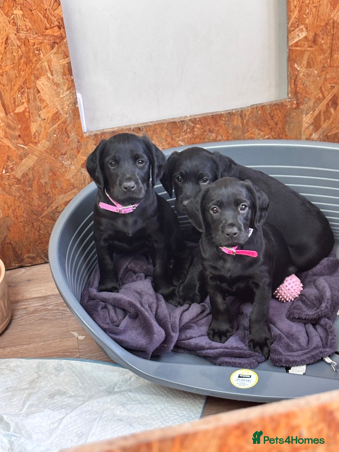 Mixed Breed dogs for sale: Sprockador Puppies  - Image 2