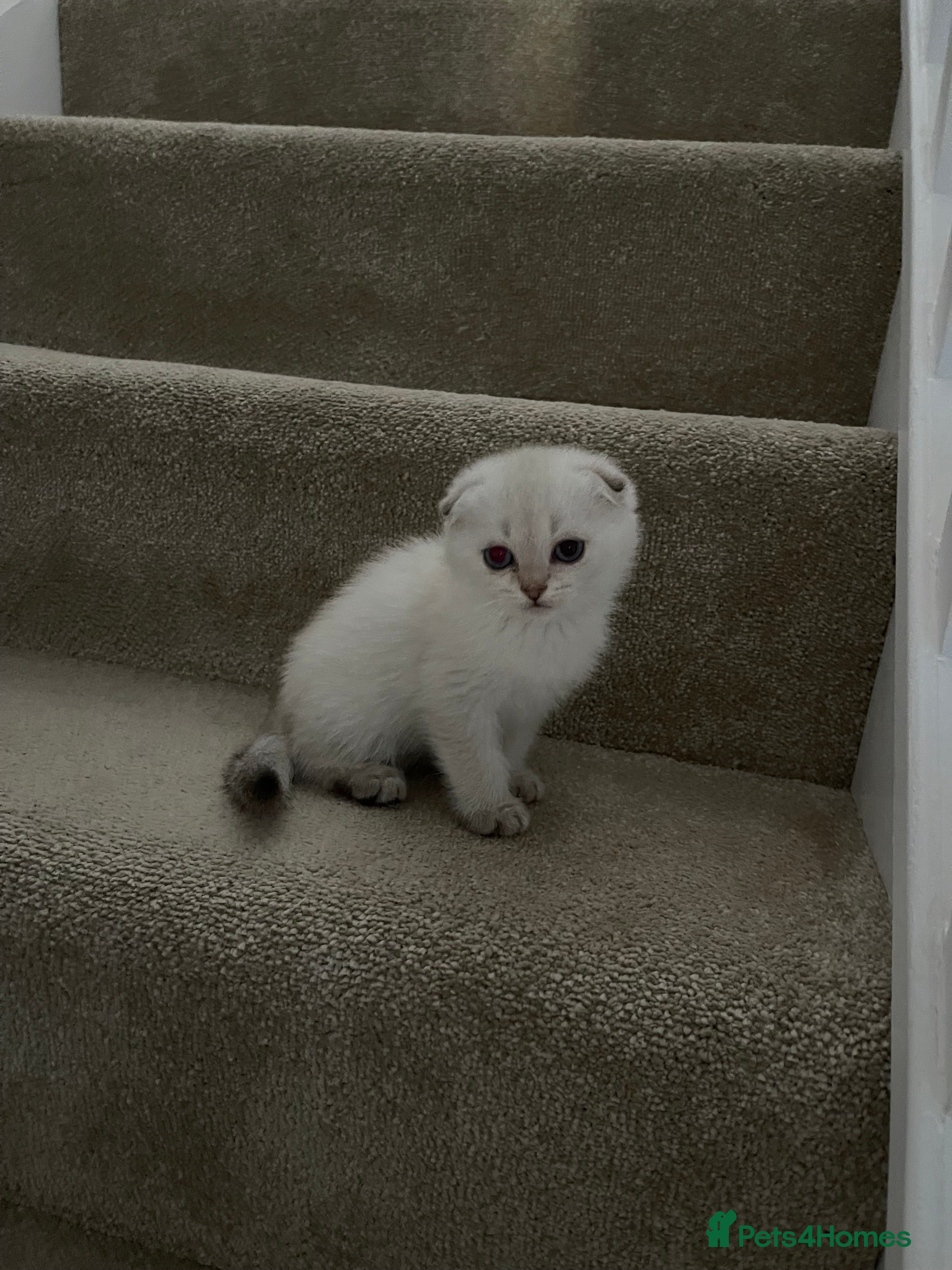 Scottish Fold cats SALE !!!! LOVELY SCOTTISH FOLD GOLDEN KITTENS  - Advert 2