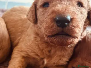 Labradoodle dogs Medium sized F1b Labradoodles - Advert 6