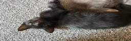 Mixed Breed cats for sale: 2 kittens  - Advert 4