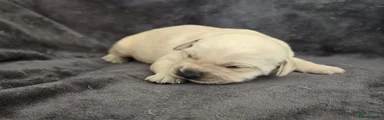 Goldador Puppy 3