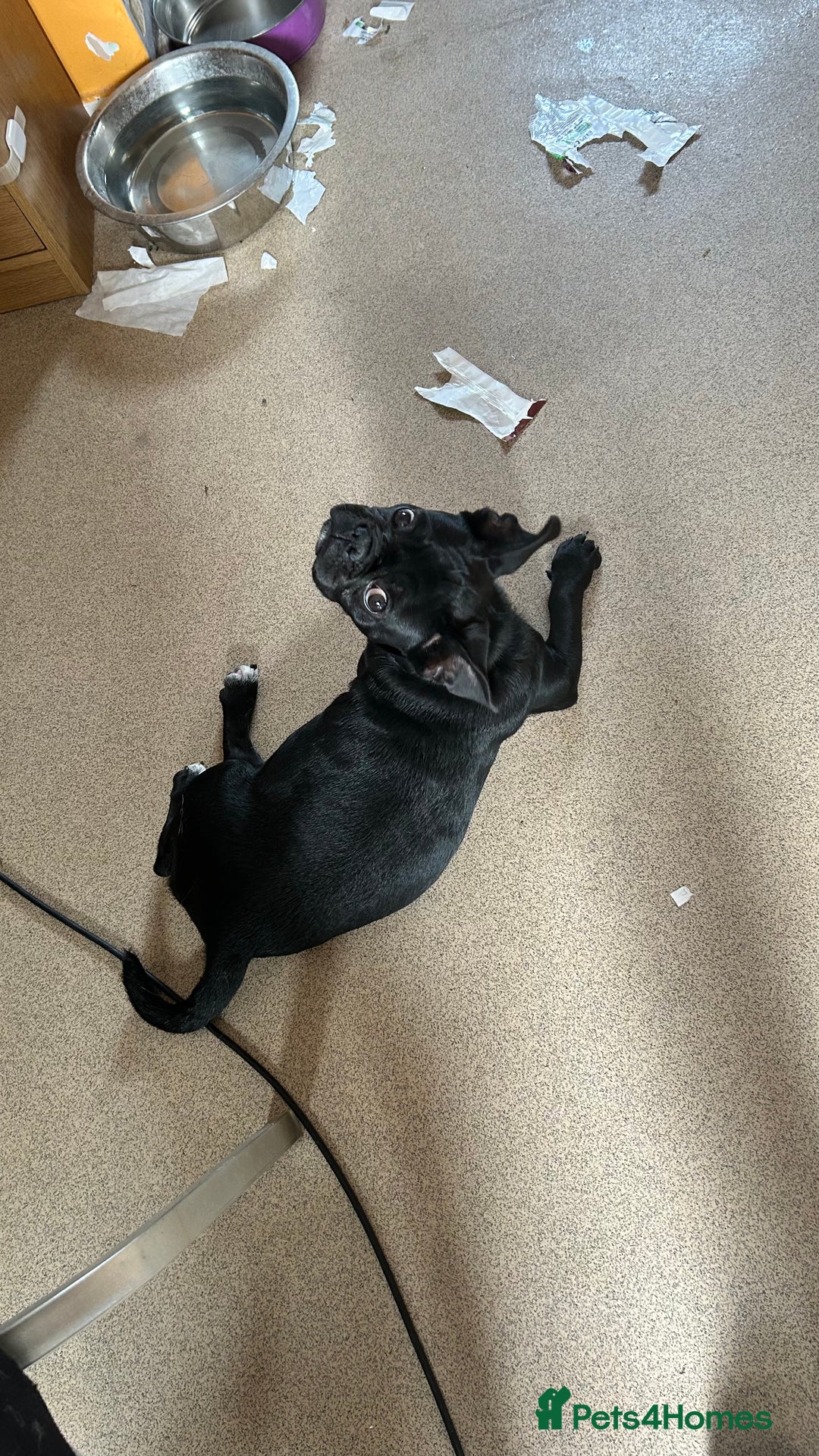 Frug dogs for sale: Male Frug  - Image 6