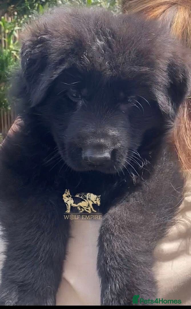 German Shepherd dogs Beautiful Gsd,Puppies  - Advert 2