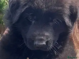 German Shepherd dogs Beautiful Gsd,Puppies - Advert 1