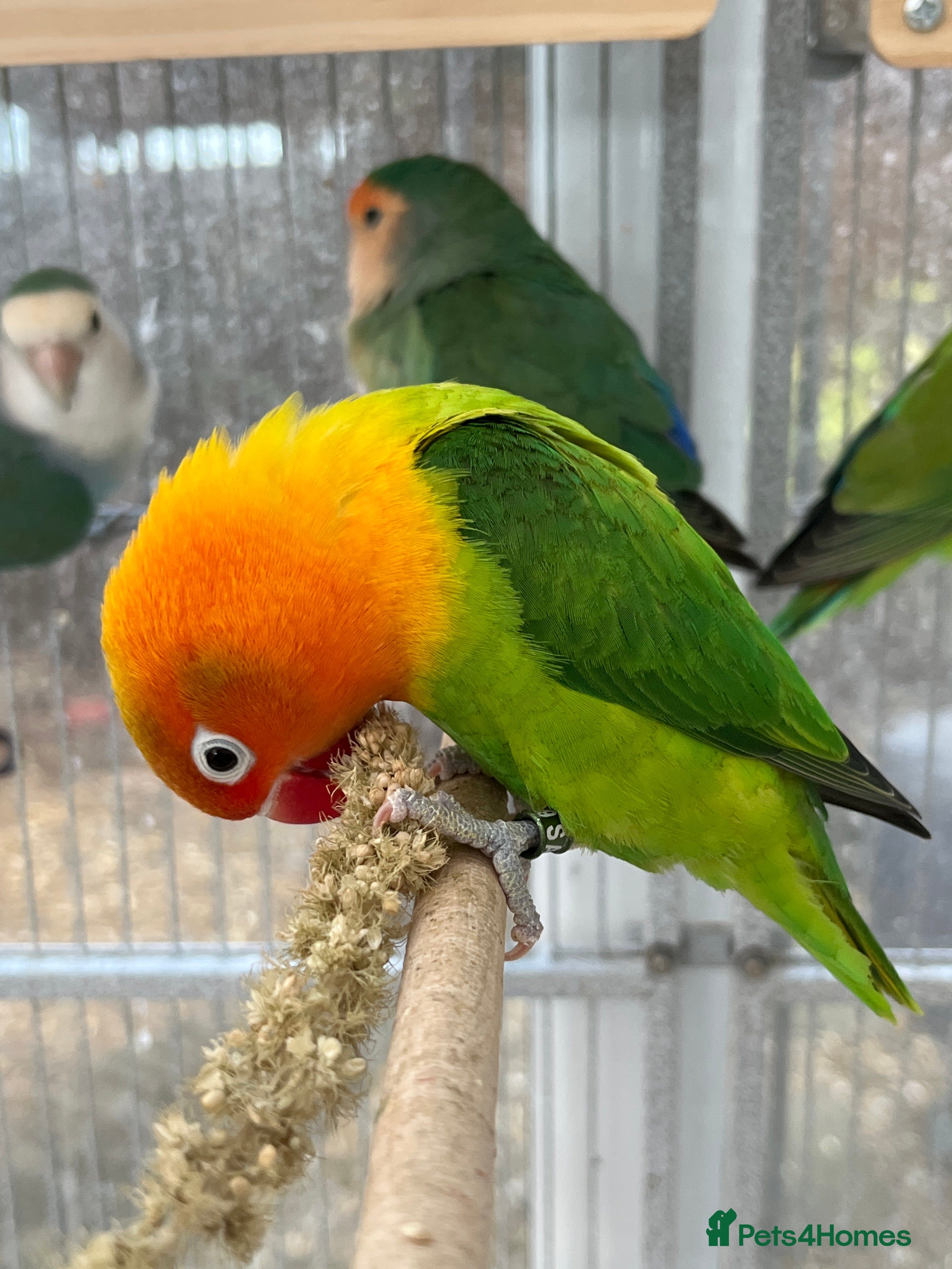 Lovebirds birds Lovebirds for sale  - Advert 3