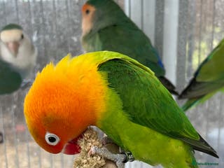 Lovebirds birds Lovebirds for sale - Advert 9