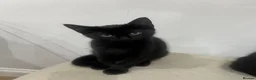 Mixed Breed cats for sale: Two black male kittens in Melton Mowbray - Advert 9